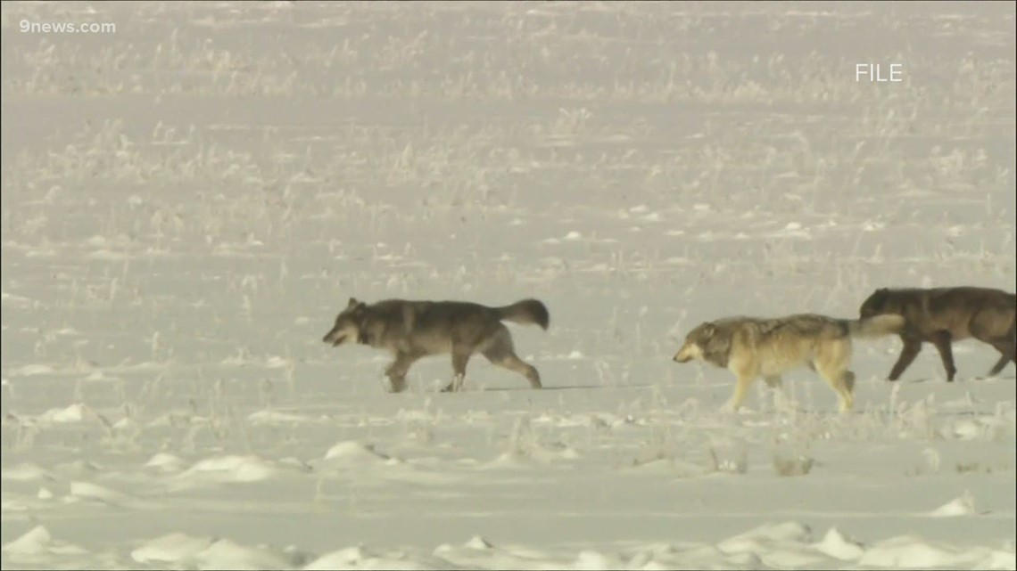 Livestock killed by wolves on Jackson County ranch