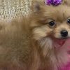 Pomeranian pet stolen from pet retailer in Colorado