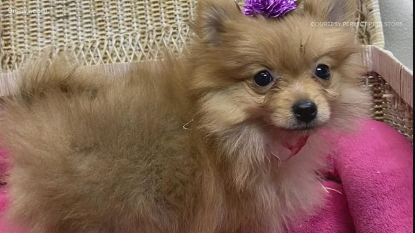 Pomeranian pet stolen from pet retailer in Colorado