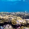 Coral Evolution Tweaked for International Warming