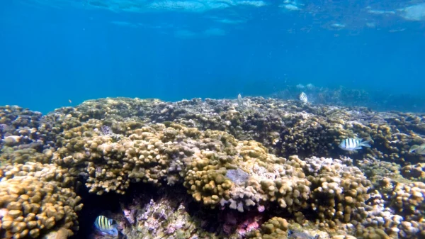 Coral Evolution Tweaked for International Warming