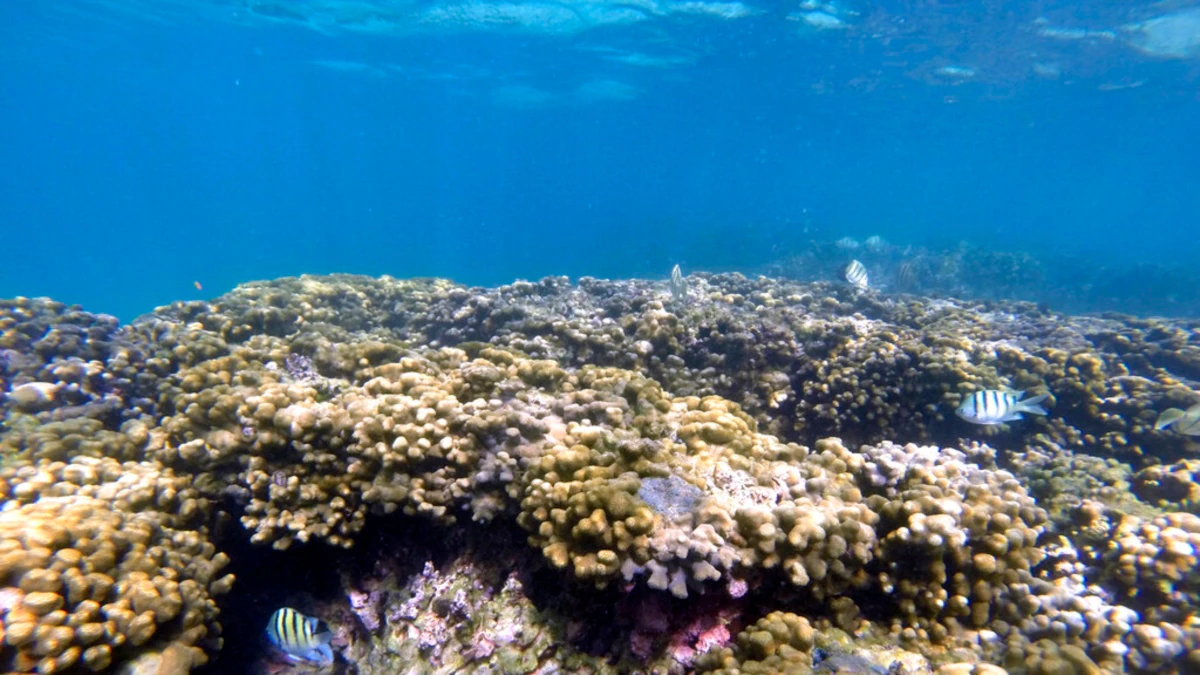 Coral Evolution Tweaked for International Warming