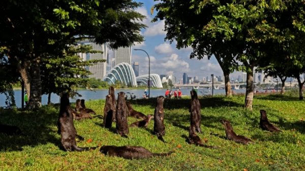 ‘I assumed I used to be going to die’: Otters pin down, assault man in Singapore – Nationwide