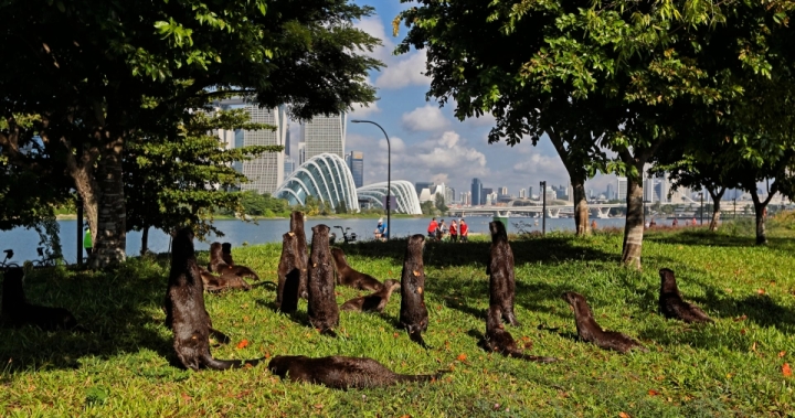 ‘I assumed I used to be going to die’: Otters pin down, assault man in Singapore – Nationwide