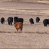 Colorado ranchers making an attempt to promote beef face processing backups