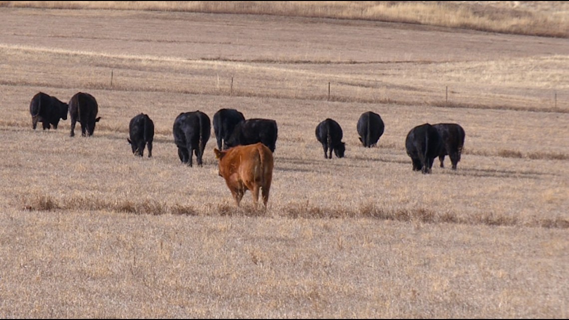 Colorado ranchers making an attempt to promote beef face processing backups