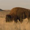 The stomachs of bison (or, the ultimate merchandise popping out of them) can regenerate Colorado's soil well being