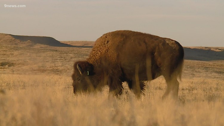 The stomachs of bison (or, the ultimate merchandise popping out of them) can regenerate Colorado's soil well being