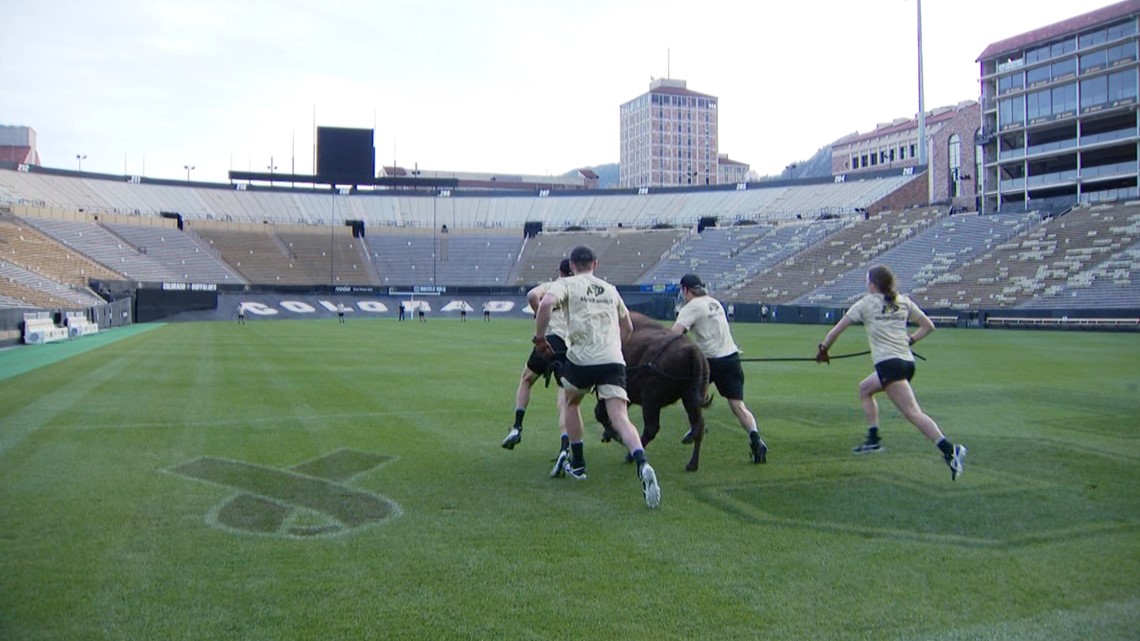 As CU’s buffalo Ralphie V retires, she makes room for a brand new buff