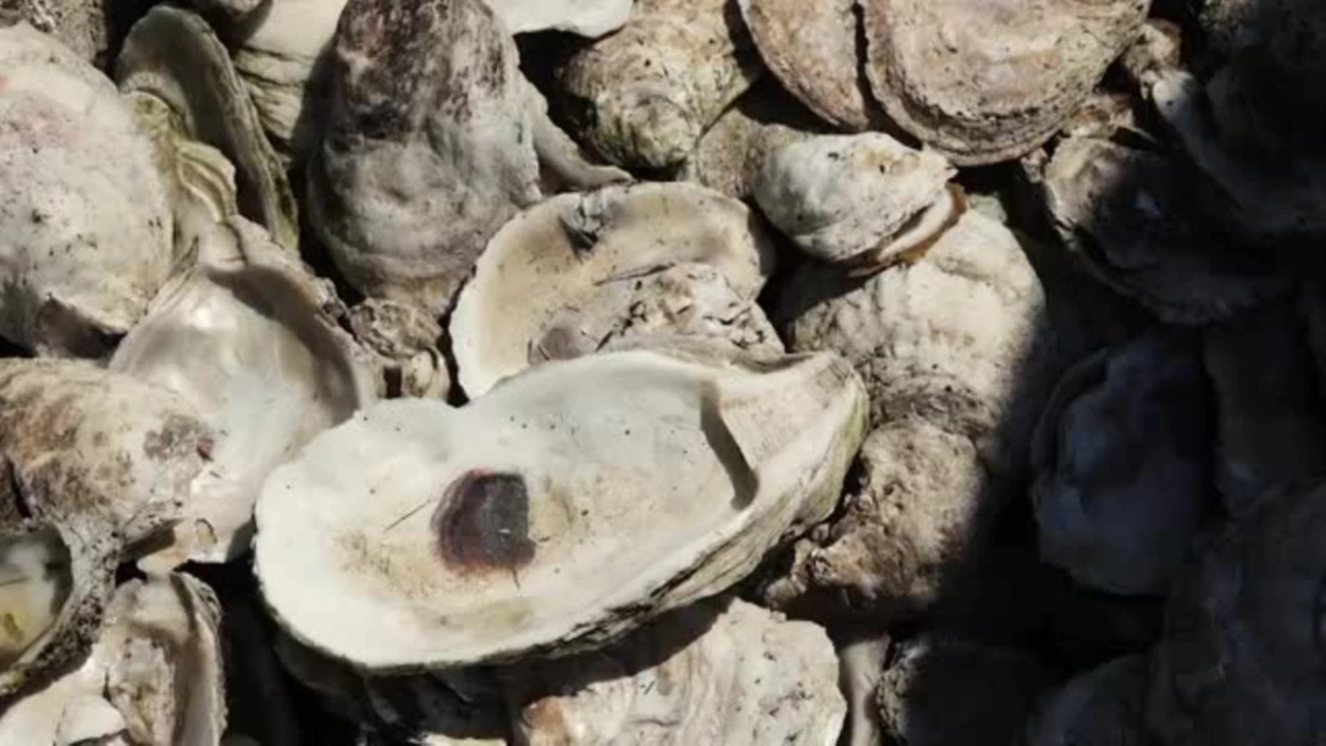 Oysters as Ocean’s Mates