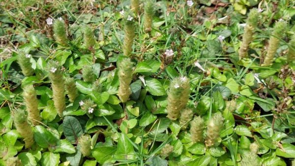 Root Awakening: Blue Pussy Leaf is a groundcover selection for shady areas