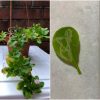 Root Awakening: Periwinkle cultivar, leaf miner infestation and extra
