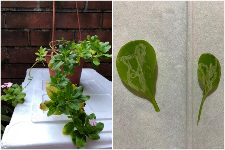 Root Awakening: Periwinkle cultivar, leaf miner infestation and extra