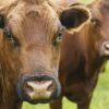 Alberta beef trade reacts to import bans after atypical mad cow illness case