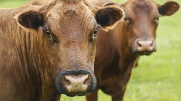 Alberta beef trade reacts to import bans after atypical mad cow illness case