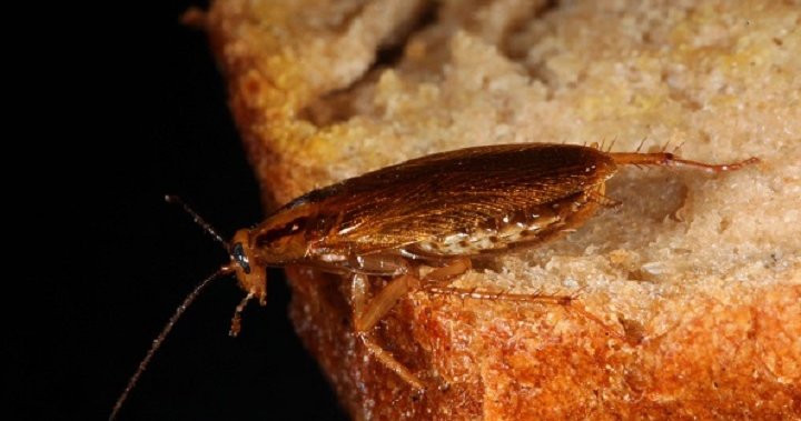 Cockroach discovered lifeless in New Zealander’s ear: ‘It nonetheless offers me the creeps’ – Nationwide