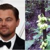 Leonardo ‘Tree’ Caprio: New species named after star