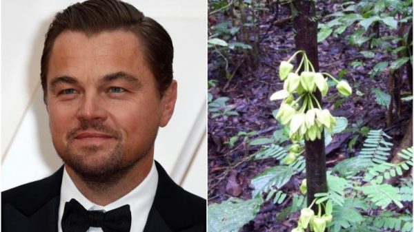 Leonardo ‘Tree’ Caprio: New species named after star