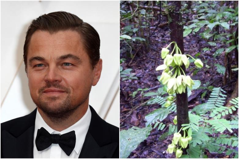 Leonardo ‘Tree’ Caprio: New species named after star