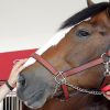 Budweiser, Clydesdales coming again to Tremendous Bowl 56