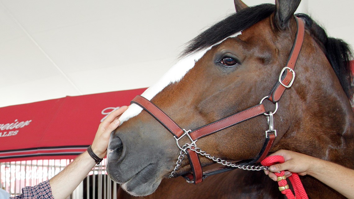 Budweiser, Clydesdales coming again to Tremendous Bowl 56