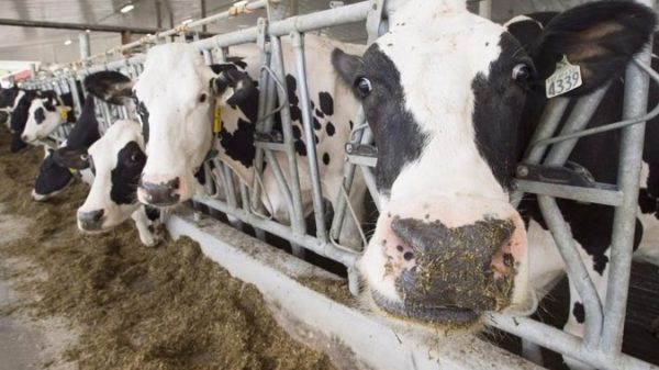 Dairy dispute commerce panel ruling leaves each Canada, U.S. claiming victory – Nationwide