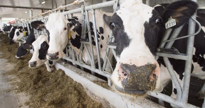 Dairy dispute commerce panel ruling leaves each Canada, U.S. claiming victory – Nationwide