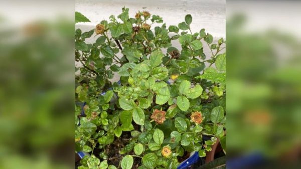 Root Awakening: Rose plant infested with thrips