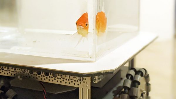 How Do You Train a Goldfish to Drive? First You Want a Automobile