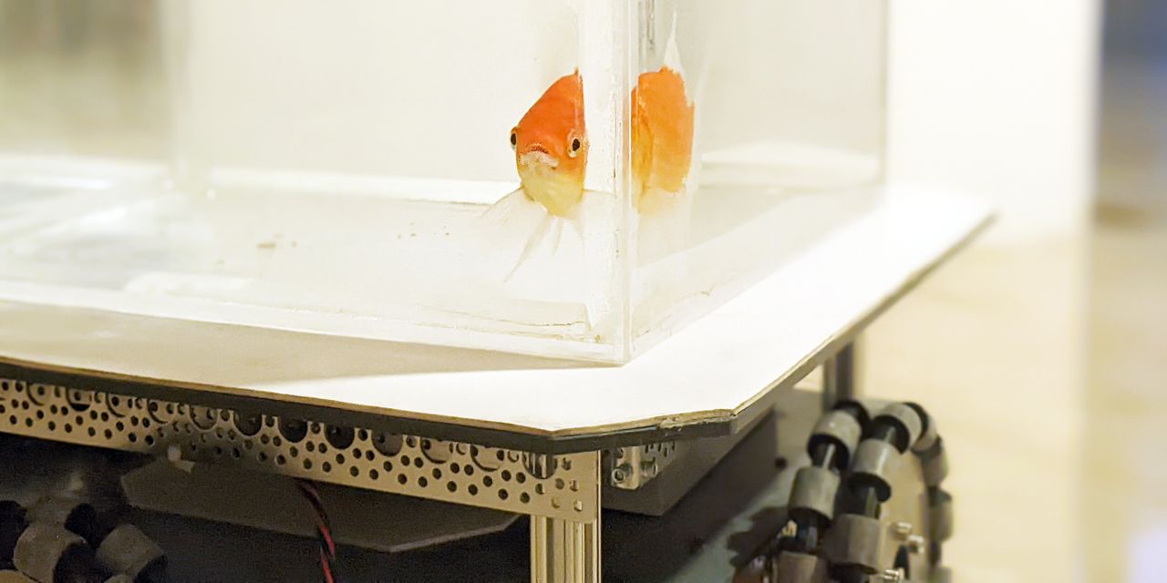 How Do You Train a Goldfish to Drive? First You Want a Automobile