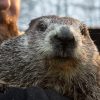 Livestream Groundhog Day 2022: What is going to Punxsutawney Phil do?