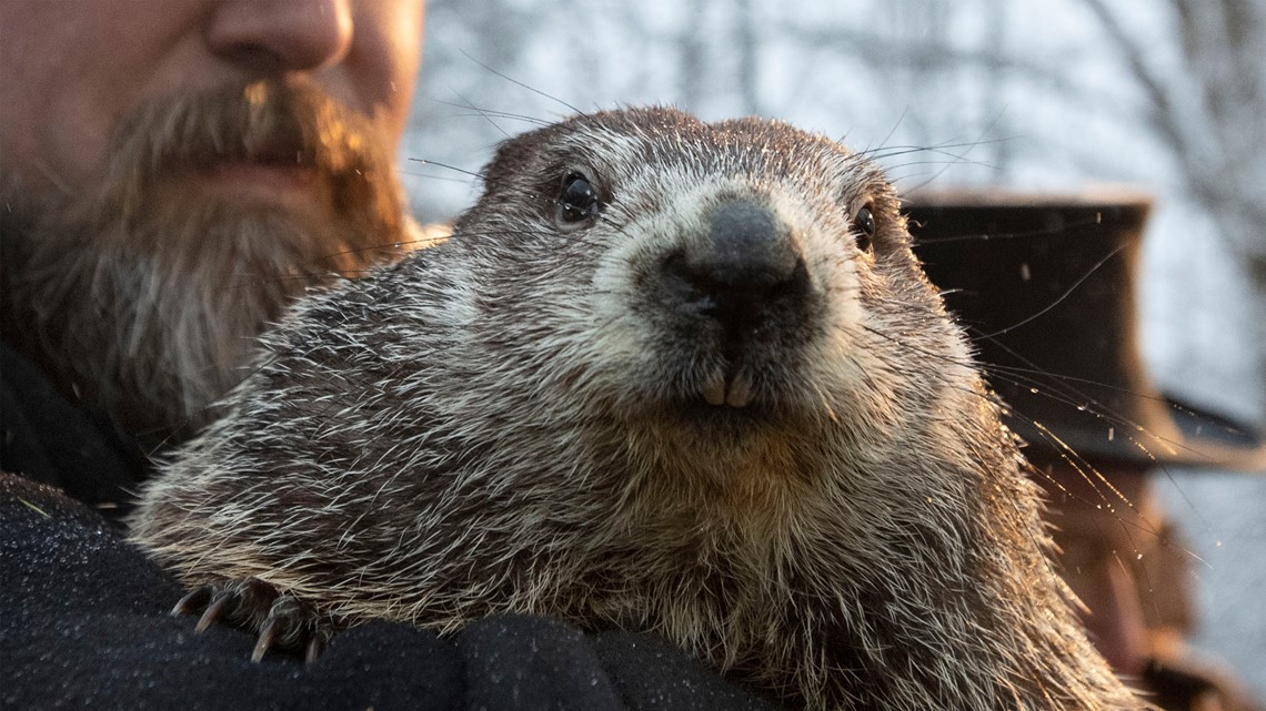 Livestream Groundhog Day 2022: What is going to Punxsutawney Phil do?