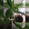 Root Awakening: Diseased Dendrobium orchid, elephant ear plant and extra
