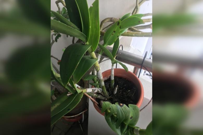 Root Awakening: Diseased Dendrobium orchid, elephant ear plant and extra