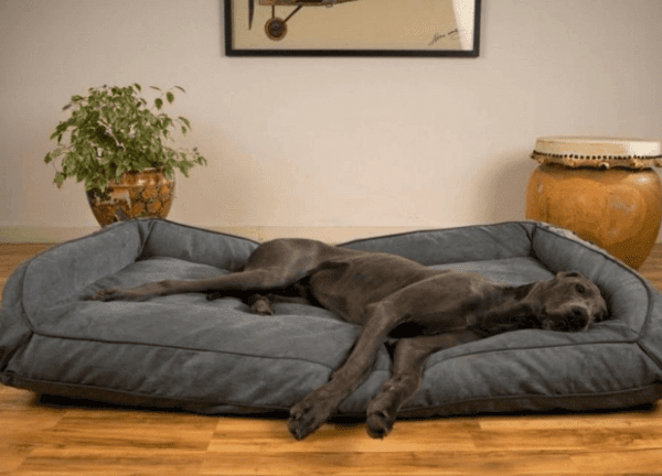 Does it Hurt Dogs to Sleep on the Floor?