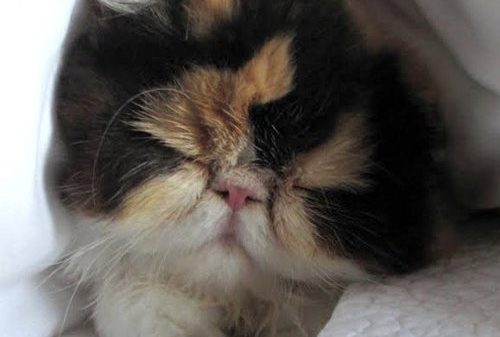 Martha Stewart buries pet cat after 4 of her canine assault, kill it – Nationwide