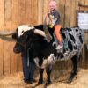 Star the Longhorn, a Nationwide Western Inventory Present star, dies at 15