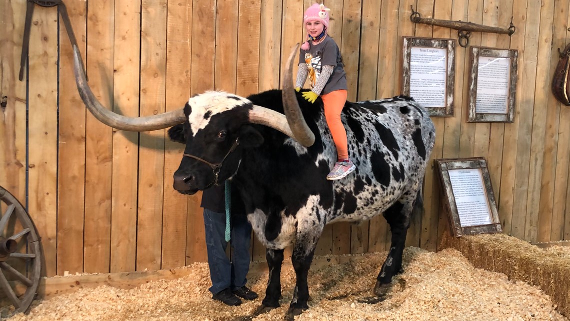 Star the Longhorn, a Nationwide Western Inventory Present star, dies at 15