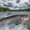 Free fishing weekend is again in Colorado in June 2022
