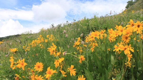 These are 9 superb wildflower hikes positioned close to Denver