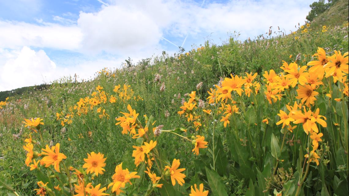 These are 9 superb wildflower hikes positioned close to Denver