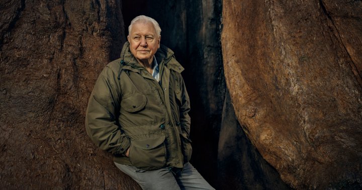 ‘The Inexperienced Planet’: David Attenborough explores the plant world in lush BBC Earth collection – Nationwide
