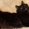 Black Cat Appreciation Day: Colorado shares cat photographs on 9NEWS