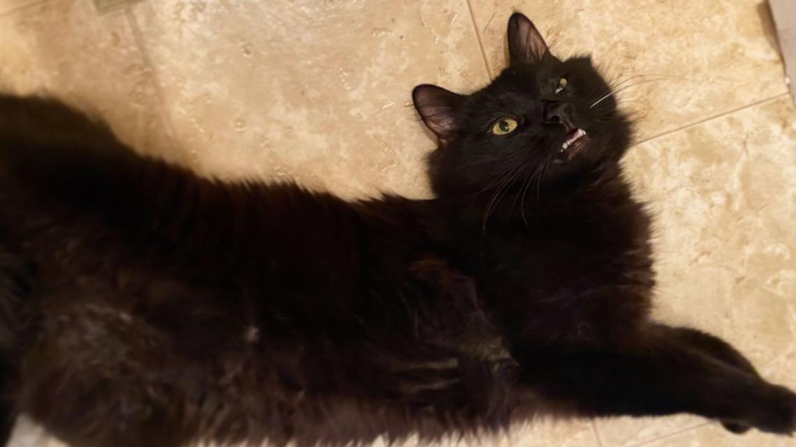 Black Cat Appreciation Day: Colorado shares cat photographs on 9NEWS